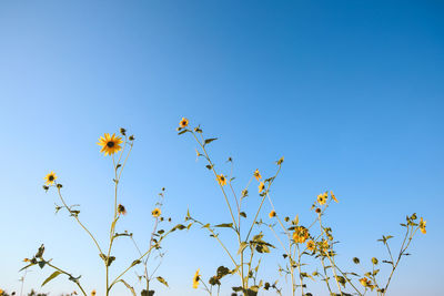 Low angle view of flowering plants against clear blue sky