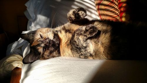 Cat lying on bed at home