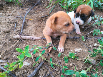 High angle view of puppy outdoors