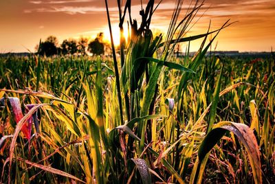 Close-up of wheat growing on field against sky during sunset