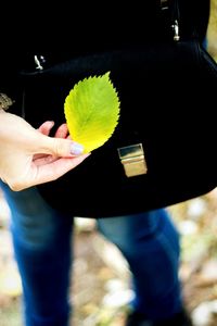 Close-up of hand holding leaf