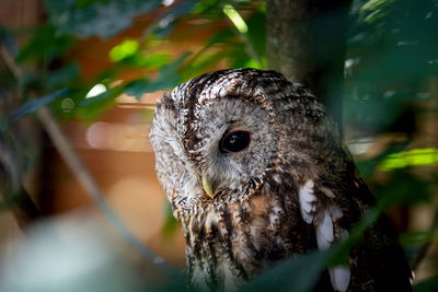 Close-up of owl