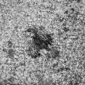 Close-up of bird on field