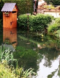 Reflection of trees in water