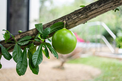 A green fresh friut of calabash tree or crescentia cujete.