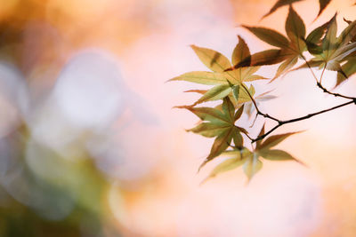 Low angle view of leaves on tree branches during sunny day