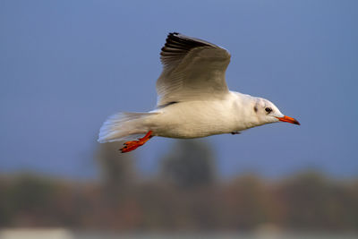 Close-up of bird flying against sky