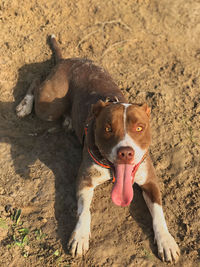 Portrait of a dog on field