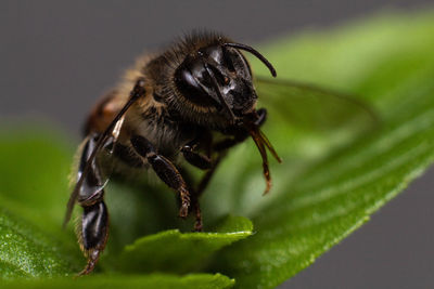 Close-up of bee on leaf