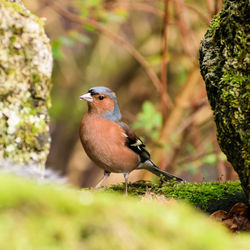 Close-up of bird perching on leaf