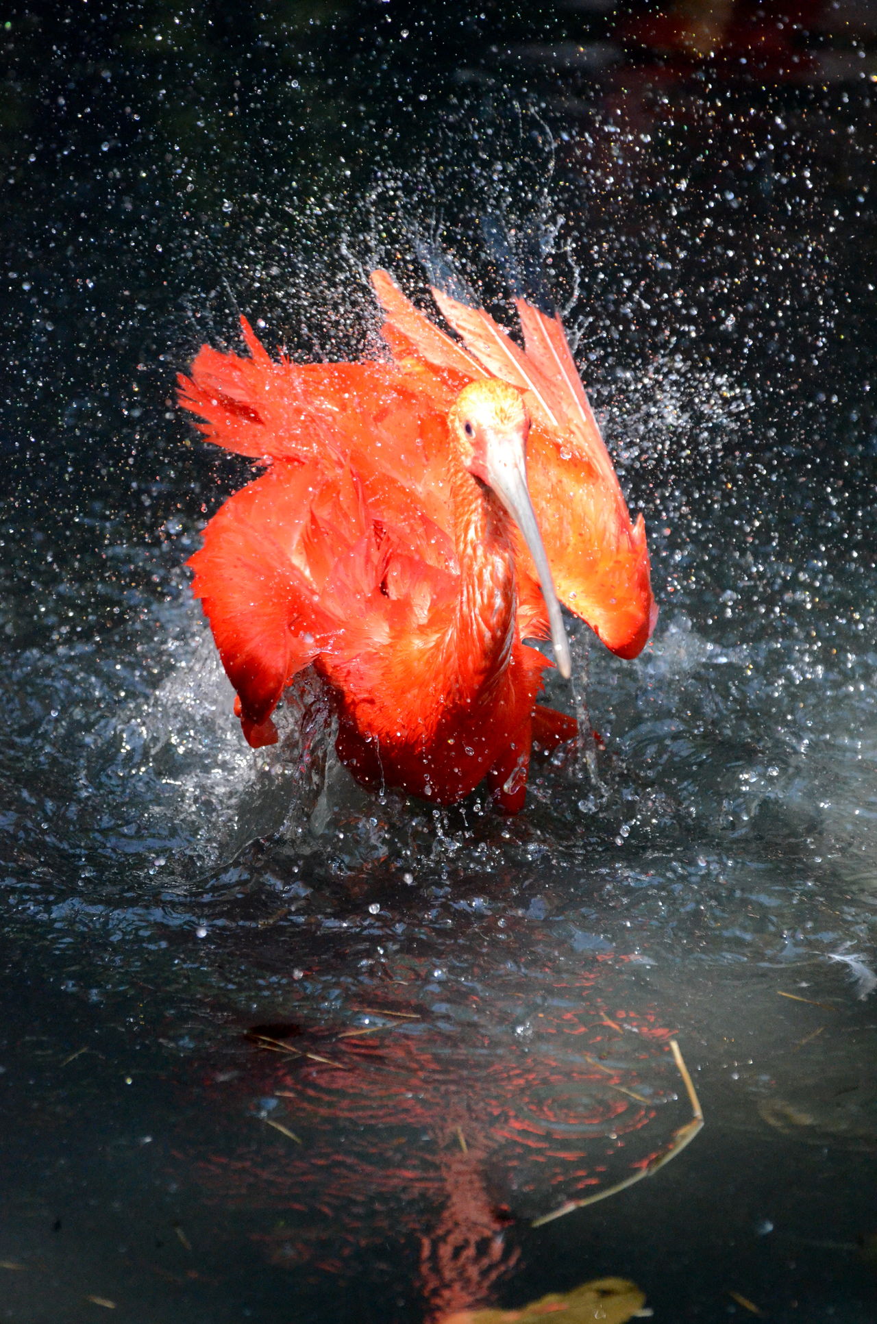 Red ibis