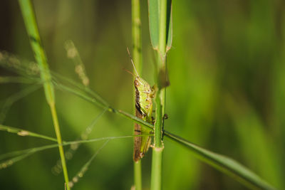 Close-up of insect on plant