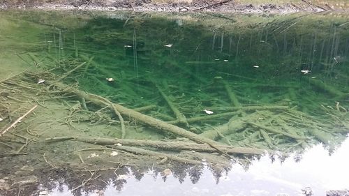 Close-up of turtle in lake