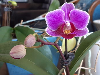 Close-up of pink orchid