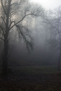 Bare trees in foggy weather