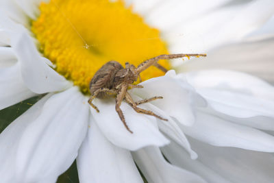 Close-up of insect on white flower