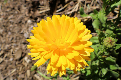 High angle view of yellow flowering plant on land