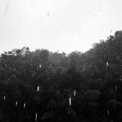 Trees in the dark