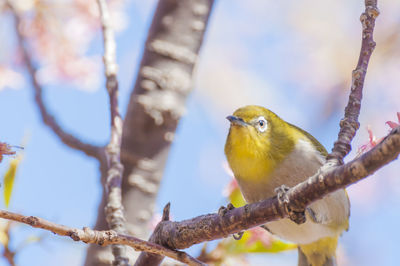 Low angle view of bird perching on branch