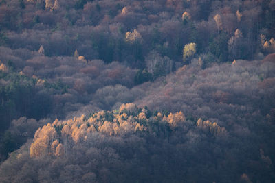 Full frame shot of trees growing in forest