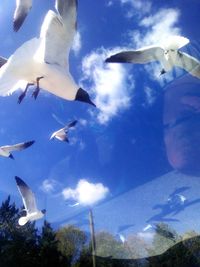 Low angle view of seagulls flying against sky