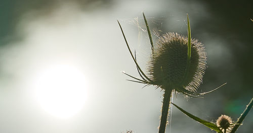 Close-up of cactus