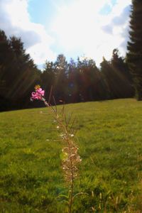 Full frame shot of yellow flowers on grassy field