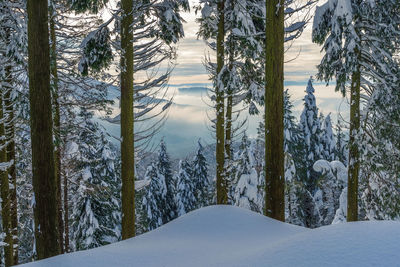 Pine trees on snow covered land