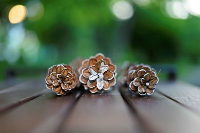 Close-up of pine cone on table