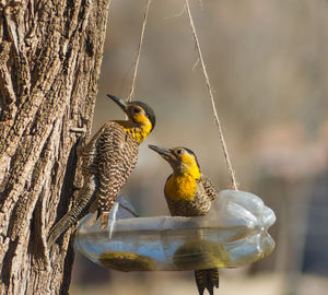 Birds perching on a bird feeder