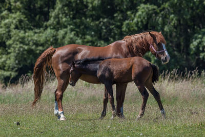 Horses standing on field