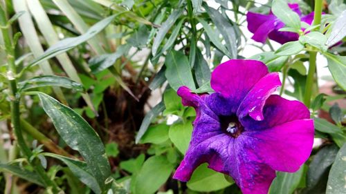 Close-up of honey bee on purple flower