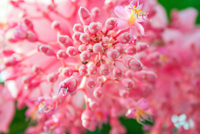 Close-up of pink flowering plant