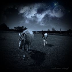 Horse against cloudy sky