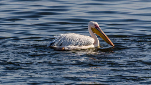 Duck swimming in lake