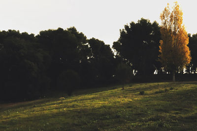 Trees on grassy field