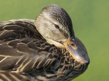 Close-up of eagle