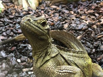 Close-up of lizard on rock