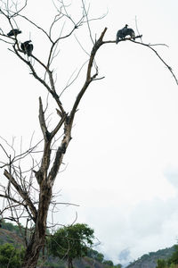 Low angle view of bare tree against clear sky