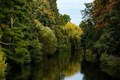 Scenic view of lake in forest