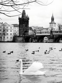 Birds in river with buildings in background