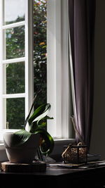 Pot plant on window sill