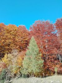 View of plants against clear sky during autumn