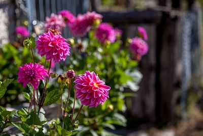 Close-up of pink flowering plant