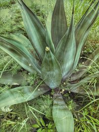 Close-up of cactus plant