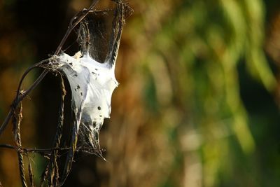 Close-up of plant against blurred background