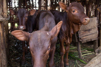 Cows standing outdoors