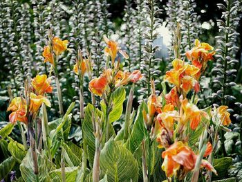 Close-up of orange flowers