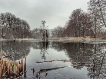 Reflection of trees in lake