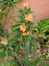 Close-up of flowering plant against wall